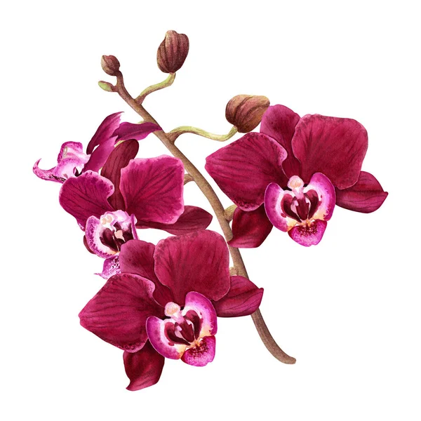 Цветочная Ветвь Орхидеи Бутонами Цветами Акварель Иллюстрация Изолированы Белом Клип — стоковое фото