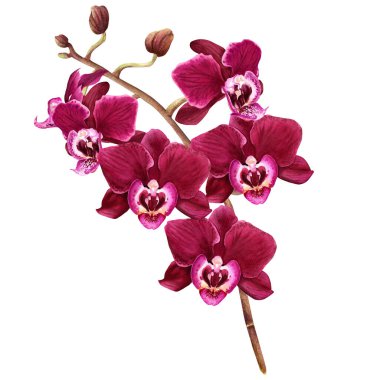 Tomurcukları ve çiçekleri olan orkide çiçeği dalları. El çizimi suluboya illüstrasyon klipsleme sanatı, düğün kartları, davetiye, paket, etiketler için beyaz üzerine izole