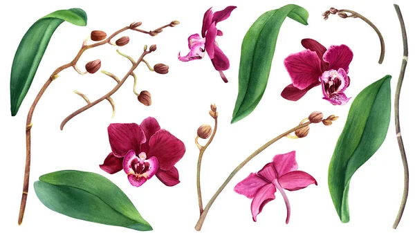 Цветы Орхидеи Листья Почки Ручной Рисунок Акварелью Белом Фоне Открыток — стоковое фото