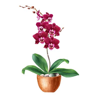 Orkide çiçeği Phalaenopsis. Ahşap kapta çiçek açan kapalı bir tesis. El çizimi suluboya çizimi resim, kart, davet, paket, etiketler için beyaza izole edilmiş