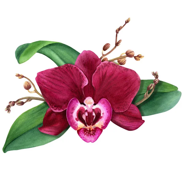 Орхидея Цветок Phalaenopsis Композиции Цветением Почки Листья Ручной Рисунок Акварелью — стоковое фото