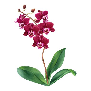 Çiçekli orkide çiçeği falanopsis bitkisi. El çizimi suluboya botanik illüstrasyon klipsleme sanatı, düğün kartları, davetiye, paket, etiketler için beyaza izole