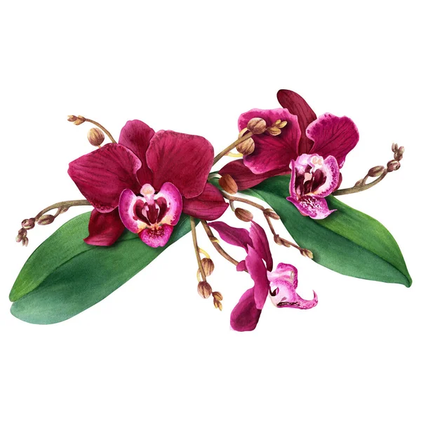 Орхидея Цветок Phalaenopsis Композиции Цветками Почками Листьями Ручной Рисунок Акварелью — стоковое фото