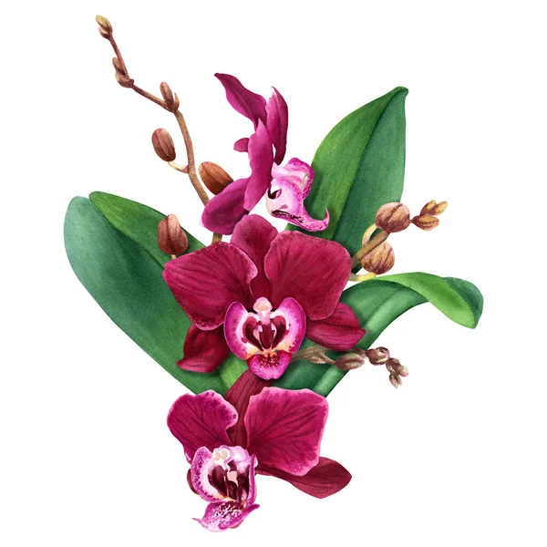 Орхидея Цветок Phalaenopsis Композиции Цветками Почками Листьями Ручной Рисунок Акварелью — стоковое фото
