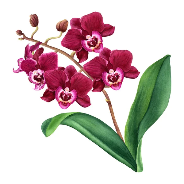 Цветок Орхидеи Фаленопсис Растение Цвету Ручной Рисунок Акварелью Изолированы Белом — стоковое фото