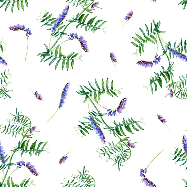 Seamless Pattern Wild Grass Vetch Watercolor Botanical Illustration Isolated White — Stock Photo, Image