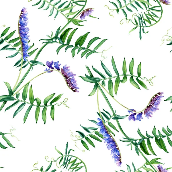 Seamless Pattern Wild Plant Blue Vetch Watercolor Botanical Illustration Isolated — Stock Photo, Image