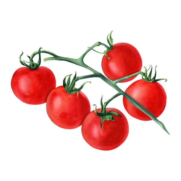 Gałąź Pomidora Wiśniowego Ręcznie Rysowane Ilustracja Akwarela Izolowane Białym Tle — Zdjęcie stockowe