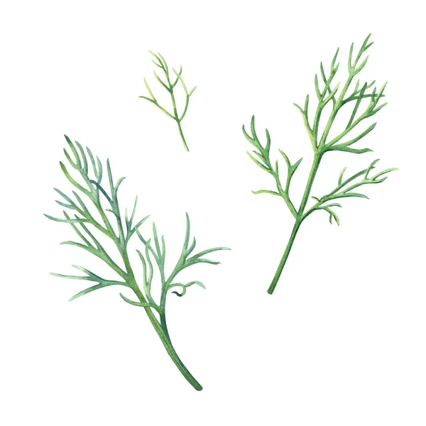 Groene Dille Culinaire Kruidenset Botanische Aquarel Illustratie Geïsoleerd Witte Achtergrond — Stockfoto