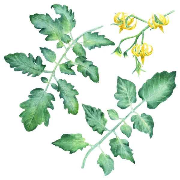 Conjunto Folhas Tomate Flores Amarelas Ilustração Aquarela Botânica Desenhada Mão — Fotografia de Stock