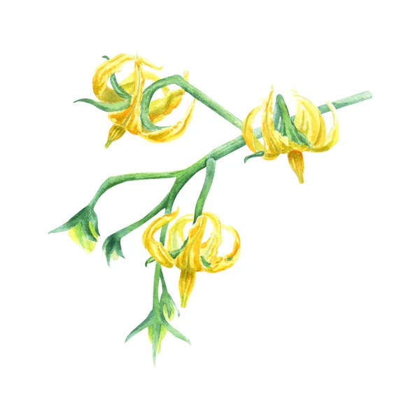 Rajčatová Větev Malými Žlutými Květy Ručně Kreslené Botanické Akvarel Ilustrace — Stock fotografie