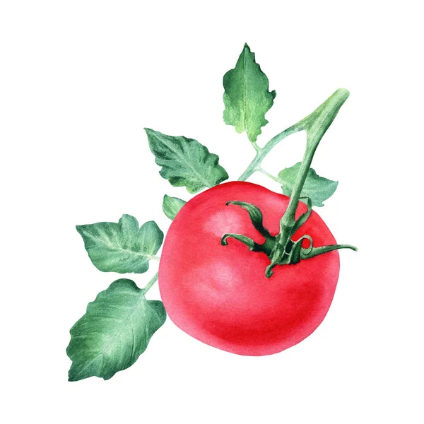 赤いトマトの枝 カード 招待状 メニュー ラベルのデザインのための白い背景に隔離された手描きの水彩画のイラスト — ストック写真