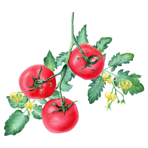 Gałąź Czerwonymi Pomidorami Liśćmi Kwiatami Ręcznie Rysowane Ilustracja Akwarela Izolowane — Zdjęcie stockowe