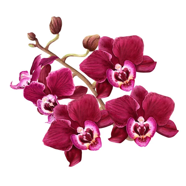 Цветочная Ветвь Орхидеи Бутонами Цветами Акварель Иллюстрация Изолированы Белом Клип — стоковое фото
