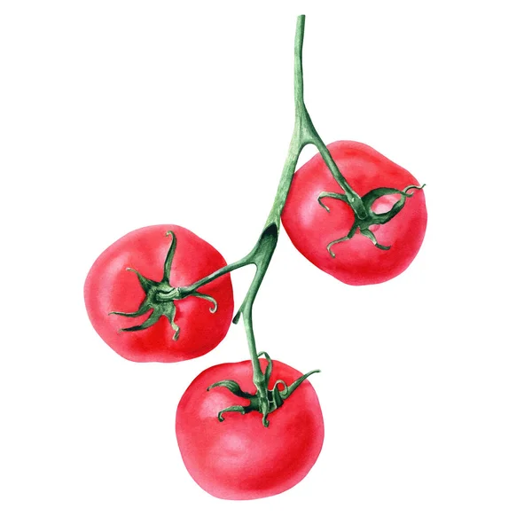 Gałąź Czerwonych Pomidorów Ręcznie Rysowane Ilustracja Akwarela Izolowane Białym Tle — Zdjęcie stockowe