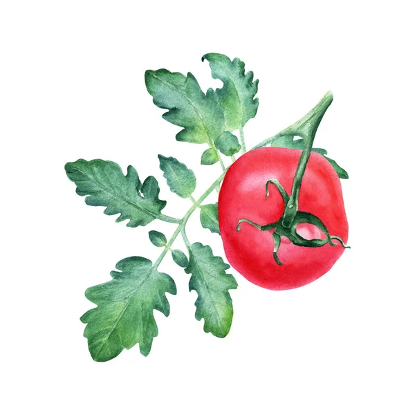 赤いトマトと葉の枝 カード 招待状 メニュー ラベルのデザインのための白い背景に隔離された手描きの水彩画のイラスト — ストック写真