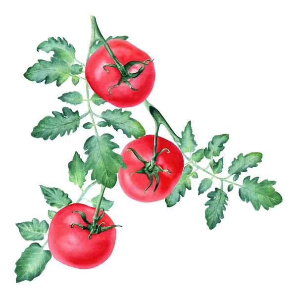 赤いトマトと葉で構成されます カード 招待状 メニュー ラベル クリップアート パッケージのデザインのための白い背景に隔離された手描きの水彩画のイラスト — ストック写真