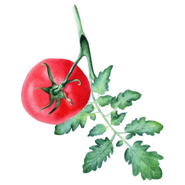 Czerwony Pomidor Liściem Ręcznie Rysowane Ilustracja Akwarela Izolowane Białym Tle — Zdjęcie stockowe