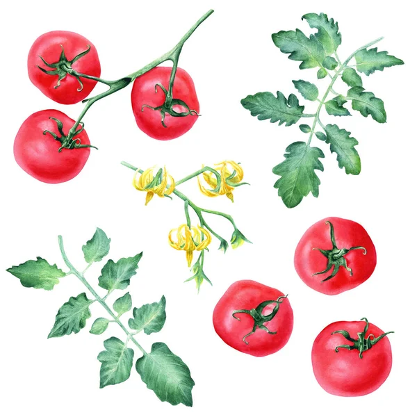 Conjunto Tomates Hojas Flores Amarillas Ilustración Acuarela Botánica Dibujada Mano — Foto de Stock