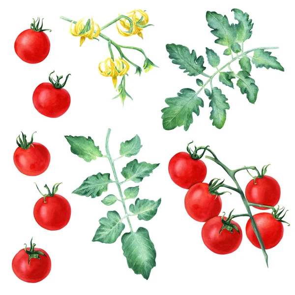 Conjunto Tomates Cereja Folhas Flores Amarelas Ilustração Aquarela Botânica Desenhada — Fotografia de Stock