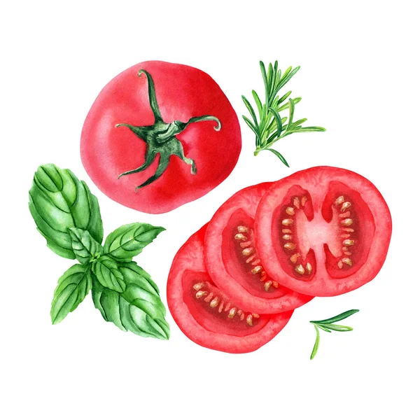 Kompozycja Pomidorami Ziołami Takimi Jak Bazylia Rozmaryn Ręcznie Rysowane Ilustracja — Zdjęcie stockowe
