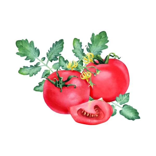 新鮮な赤いトマト スライス そして花で構成されています クリップアート メニュー ラベル パッケージのための白い背景に手描きの水彩画のイラスト — ストック写真