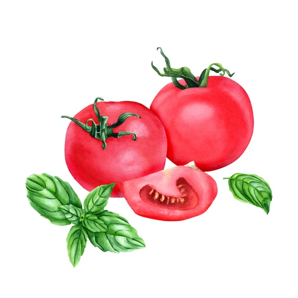 Eine Komposition Mit Frischen Tomaten Scheiben Und Basilikum Handgezeichnete Aquarell — Stockfoto