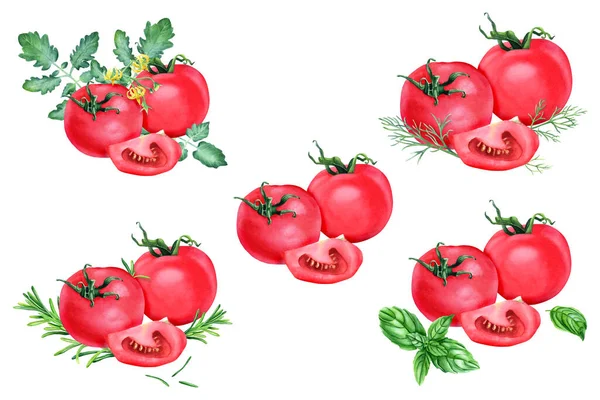 Zestaw Kompozycją Czerwonych Pomidorów Ziół Ręcznie Rysowane Ilustracja Akwarela Izolowane — Zdjęcie stockowe