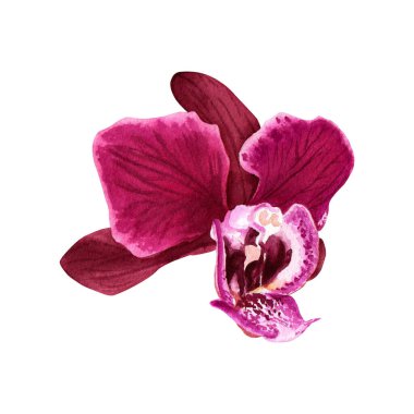 Tropik çiçek orkidesi Phalaenopsis. Yandan çiçek geldi. Beyaz arka planda elle çizilmiş suluboya çizimi. Klip sanatı, kartlar, davetiyeler, paket, etiketler için