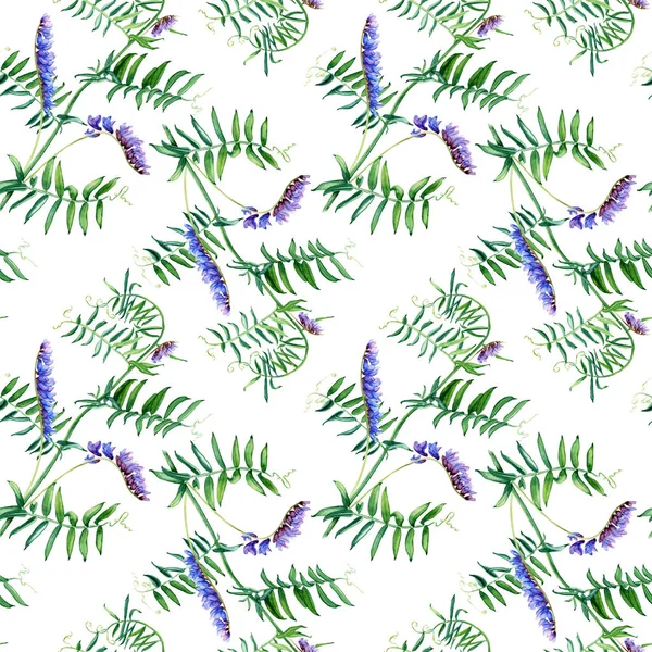 Keskin Desenli Yaban Bitkisi Mavisi Bir Arazi Suluboya Botanik Illüstrasyonları — Stok fotoğraf