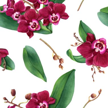 Tropik çiçek orkidesi Phalaenopsis ile sulu boya deseni çiçek açar, yapraklar ve tomurcuklar. Resim ambalaj, duvar kağıdı, kumaş ve tekstil için beyaz arkaplanda izole edildi
