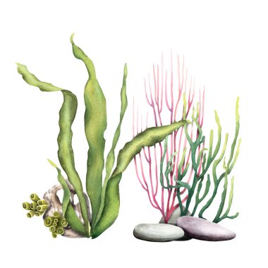 Deniz mercanları ve bitkilerle birlikte su altı bileşimi. Beyaz arka planda elle çizilmiş suluboya çizimi. Klip sanatı, kartlar, dekor, paket için