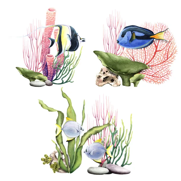 由植物 珊瑚和鱼类组成的一套珊瑚礁水下组合物 手绘水彩画 背景为白色 用于剪贴画 — 图库照片