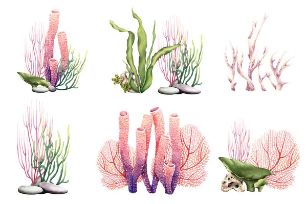 Bitkiler, mercanlar ve taşlardan oluşan bir dizi mercan resifi. Beyaz arka planda elle çizilmiş suluboya çizimler. Klip sanatı, etiket, paketler için