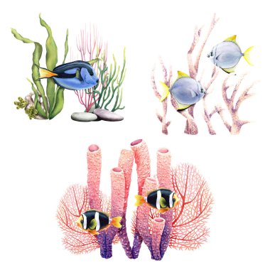 Bitkiler, mercanlar ve balıklarla birlikte sualtı mercan resifleri. Beyaz arka planda elle çizilmiş suluboya çizimler. Klip sanatı, etiket, paketler için