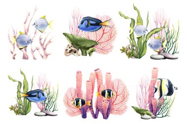 Bitkiler, mercanlar ve balıklarla birlikte sualtı mercan resifleri. Beyaz arka planda elle çizilmiş suluboya çizimler. Klip sanatı, etiket, paketler için