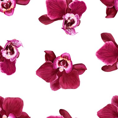 Tropik çiçek orkidesi Phalaenopsis çiçekli sulu boya deseni. Resim ambalaj, duvar kağıdı, kumaş ve tekstil için beyaz arkaplanda izole edildi