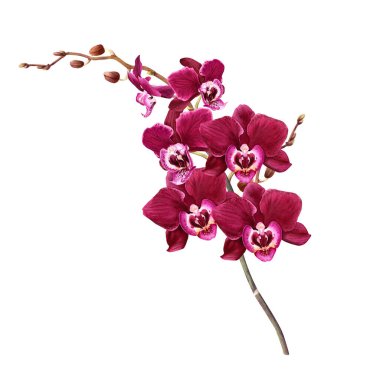 Tomurcukları ve çiçekleri olan orkide çiçeği dalları. El çizimi suluboya botanik illüstrasyon klipsleme sanatı, düğün kartları, davetiye, paket, etiketler için beyaza izole