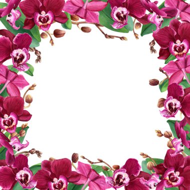 Tropikal çiçek orkidesi olan kare çerçeve yapraklar ve tomurcuklar açar. Beyaz arka planda elle çizilmiş suluboya çizimi. Klip sanatı, kartlar, davetiyeler için