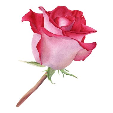 Yandan çiçeğin çiçeği yükseldi. El çizimi suluboya, beyaz arka planda izole edilmiş botanik çizimi. Kart, davetiye, klip sanatı, paket, etiket