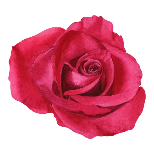 Kwiat Róży Ręcznie Rysowane Akwarela Botaniczne Ilustracji Izolowane Białym Tle — Zdjęcie stockowe