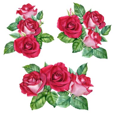 Kırmızı güllü, tomurcuklu ve yapraklı kompozisyonlar. El çizimi suluboya Illustration beyaz arkaplanda kartlar, davet, klip sanatı, paket, etiket için izole