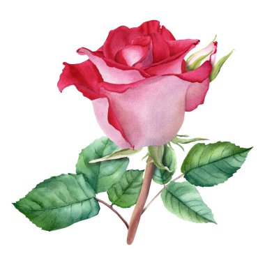 Kırmızı gül tomurcuk ve yapraklarla çiçek açar. El çizimi suluboya ilüstrasyonu, kartlar, davetiyeler, klipsleme sanatı, etiketler için beyaz arkaplanda izole edildi