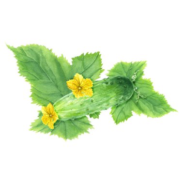 Yeşil sebze salatalıklı, yapraklı ve çiçekli kompozisyon. El çizimi botanik suluboya çizimi beyaz arka planda izole edilmiş. Klip sanatı, kartlar, menü için