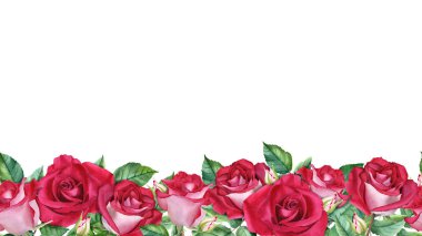 Yatay, pürüzsüz bayrak, kırmızı gül çiçekleri, tomurcuklar ve yapraklarla sınır. Kartlar, davetiyeler, posterler, etiketler için beyaz üzerine el çizimi suluboya illüstrasyon izole