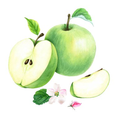 Yeşil elma meyvesi, çiçek ve yapraklı bir kompozisyon. El çizimi botanik suluboya çizimi beyaz arka planda izole edilmiş. Klip sanatı, kartlar, dekor, menü için