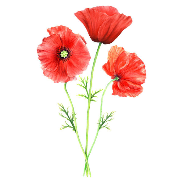 Composition with red flowering plants Poppy. Hand drawn botanical watercolor illustration isolated on white background. For clip art, cards, label, package