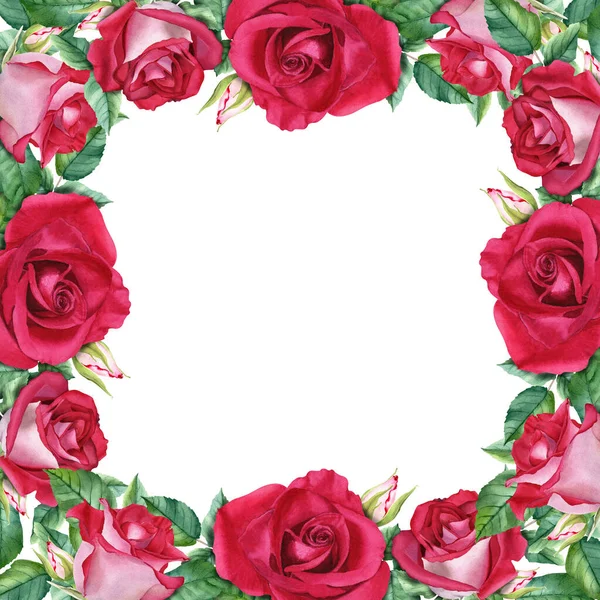 Square frame with red flower rose blooms, leaves and buds. Hand drawn watercolor illustration isolated on white background. For clip art, cards, invitations, label