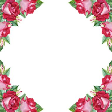 Güller açan çerçeveler, yapraklar ve tomurcuklar. Beyaz arka planda elle çizilmiş suluboya çizimi. Klip sanatı, kartlar, davetiyeler, etiket