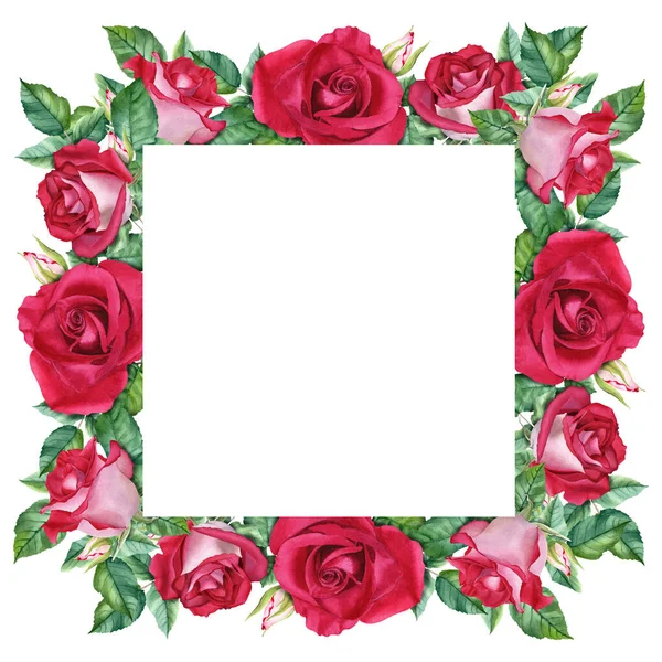 Frame with red flowers roses blooms, leaves and buds. Hand drawn watercolor illustration isolated on white background. For clip art, cards, invitations, label